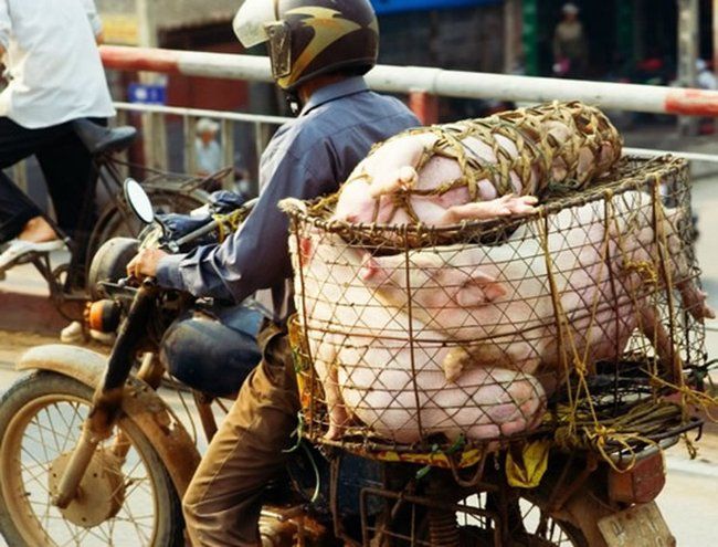 Транспортировка свиней