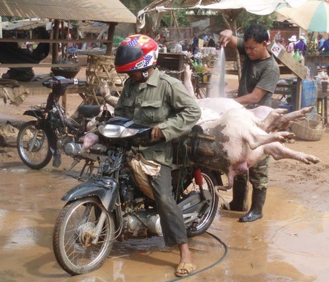 Транспортировка свиней